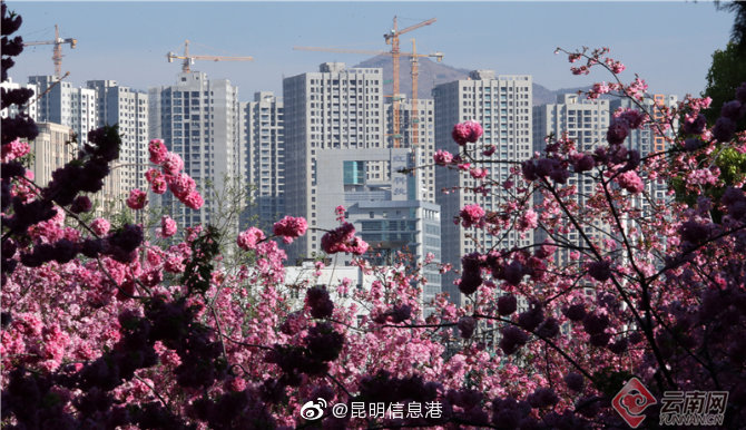 昆明信息港