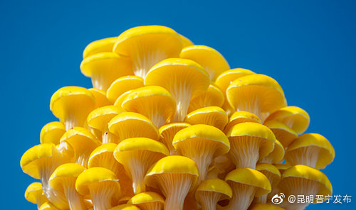 昆明晋宁发布