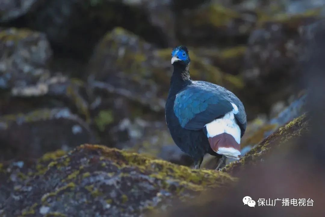 保山广播电视台