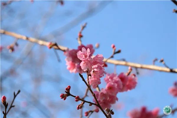 掌上春城微信公众号