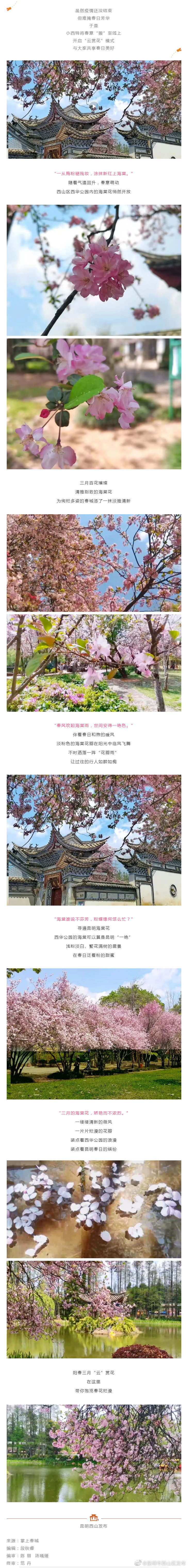 云赏花 | 世间安得一绝色 原是西华海棠“雨”