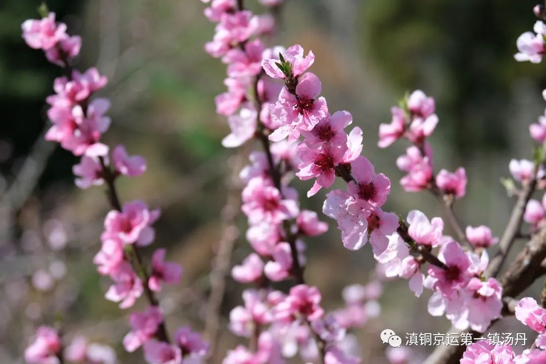 东川发布(微信)