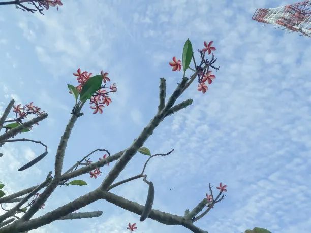 丽江日报