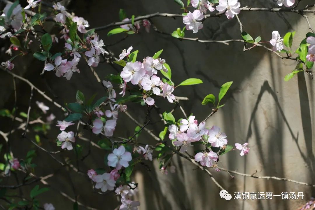 东川发布(微信)