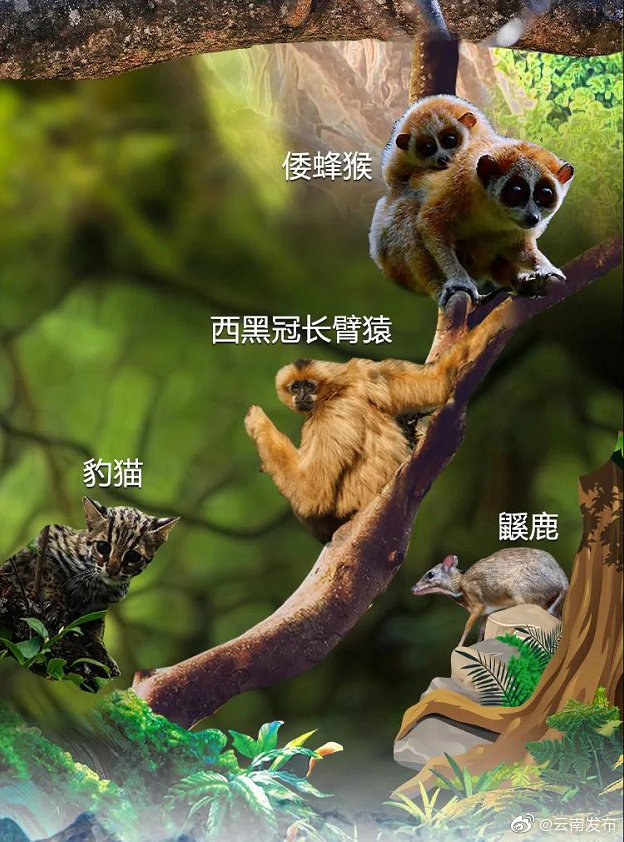 “云南发布”微博
