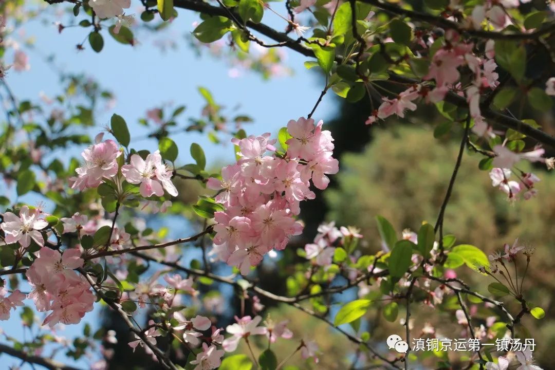 东川发布(微信)
