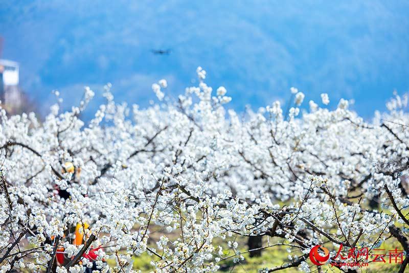 云南省文化和旅游厅