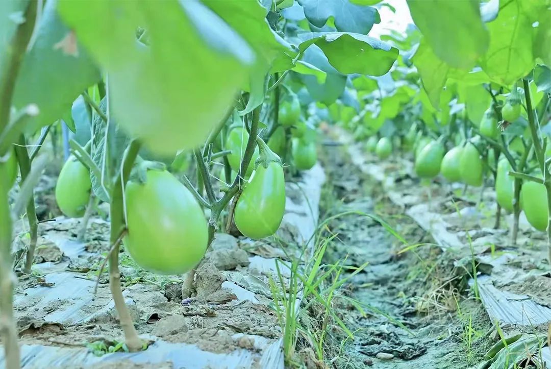 保山广播电视台