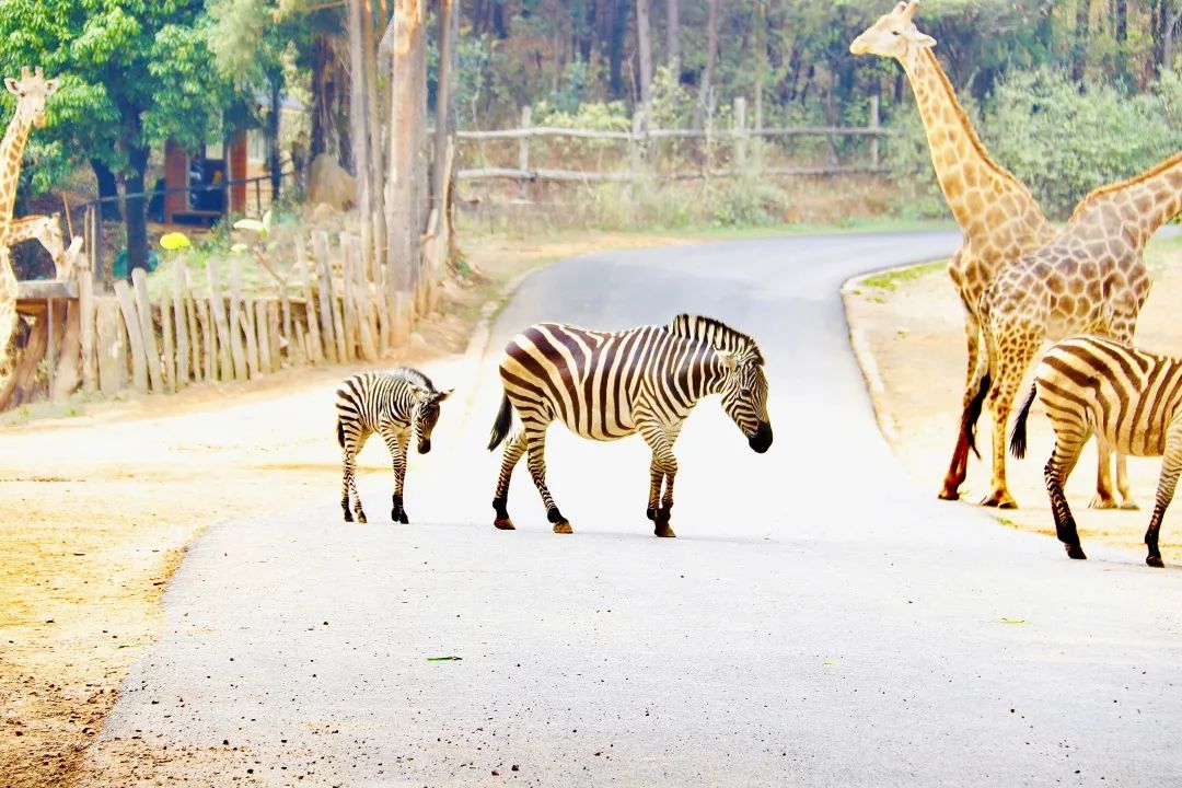 云南野生动物园
