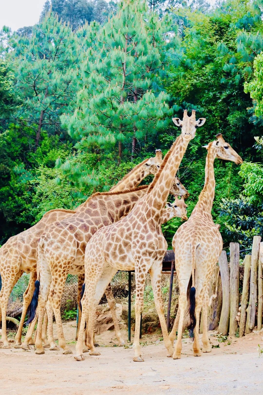 云南野生动物园