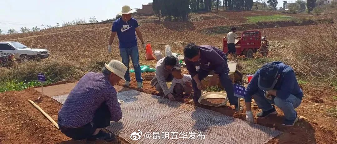五华区开展水稻旱地覆膜栽培技术试验