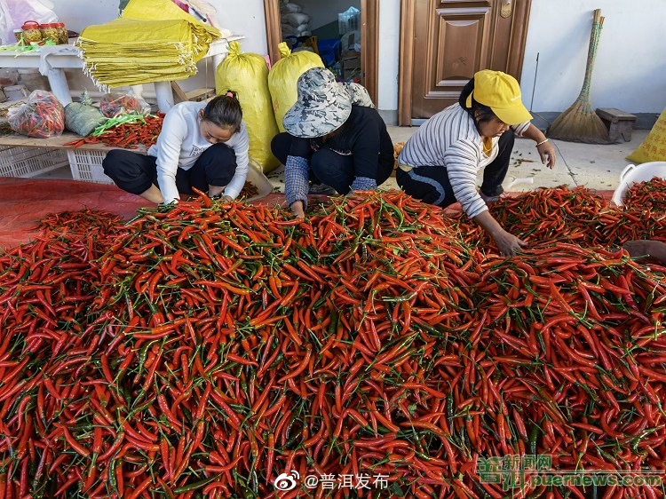 景谷县益智乡辣椒采收正红火