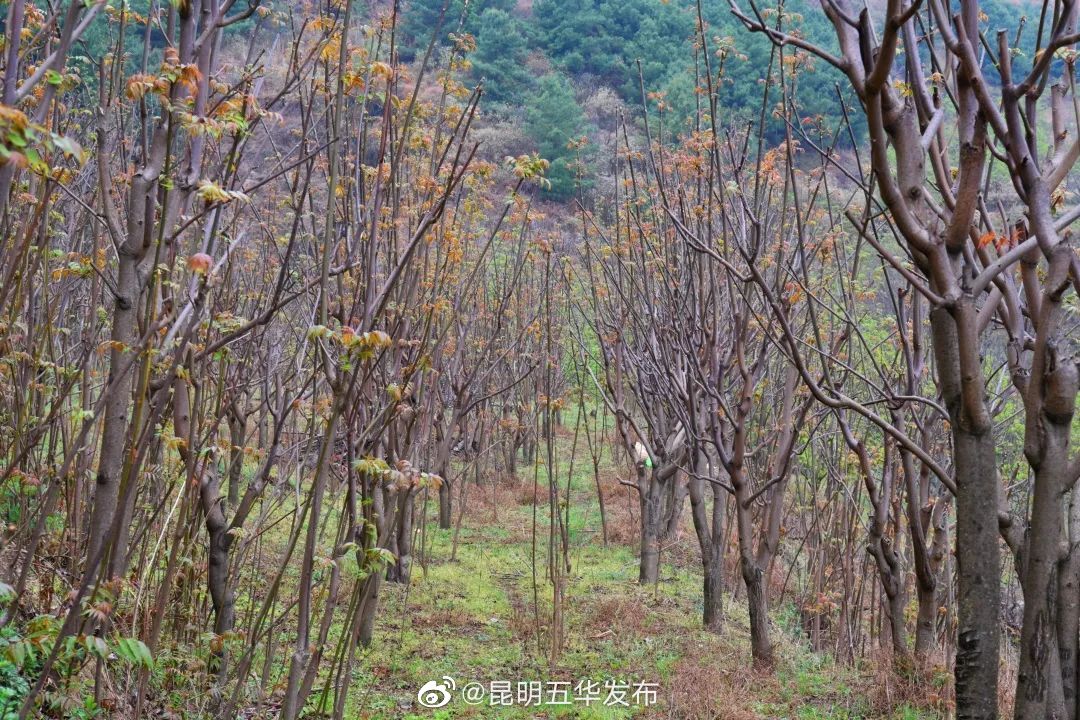 “昆明五华发布”微博