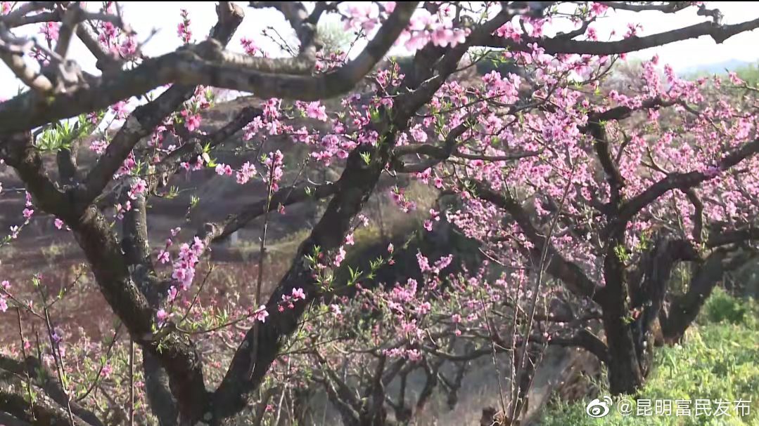 富民款庄：3000多亩桃花竞相绽放 吸引众多市民踏青赏花