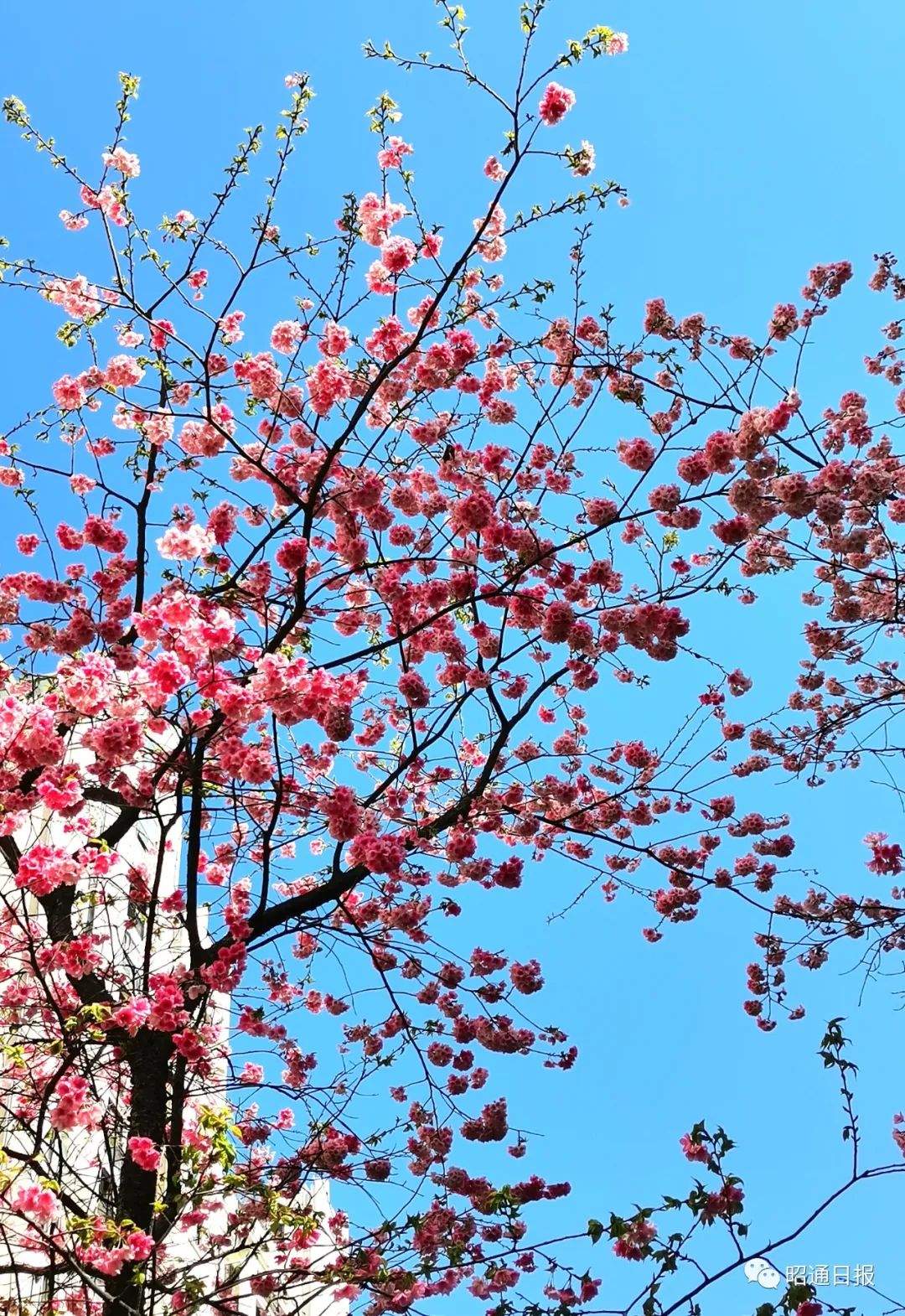 昭通日报