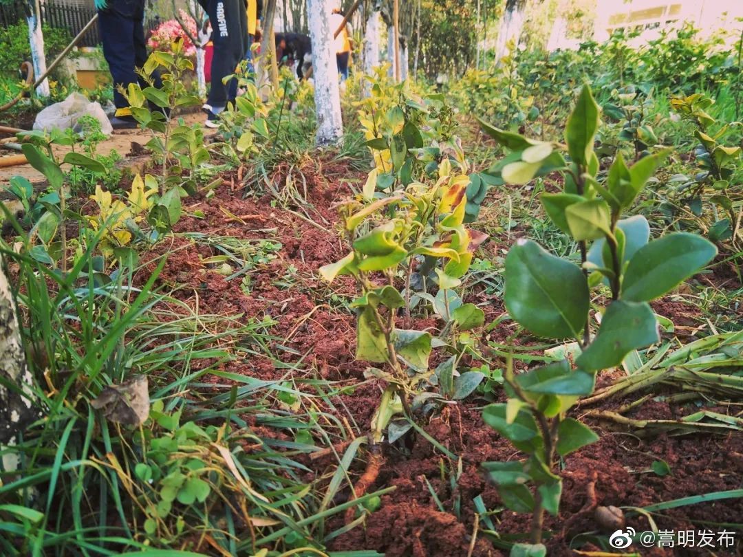 嵩明发布