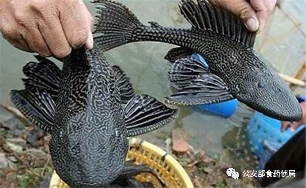 昆明信息港/cnkmxxg