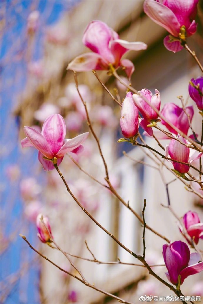 “云南发布”微博