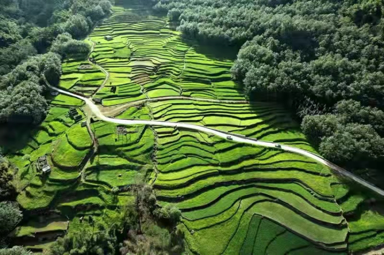 清廉普洱