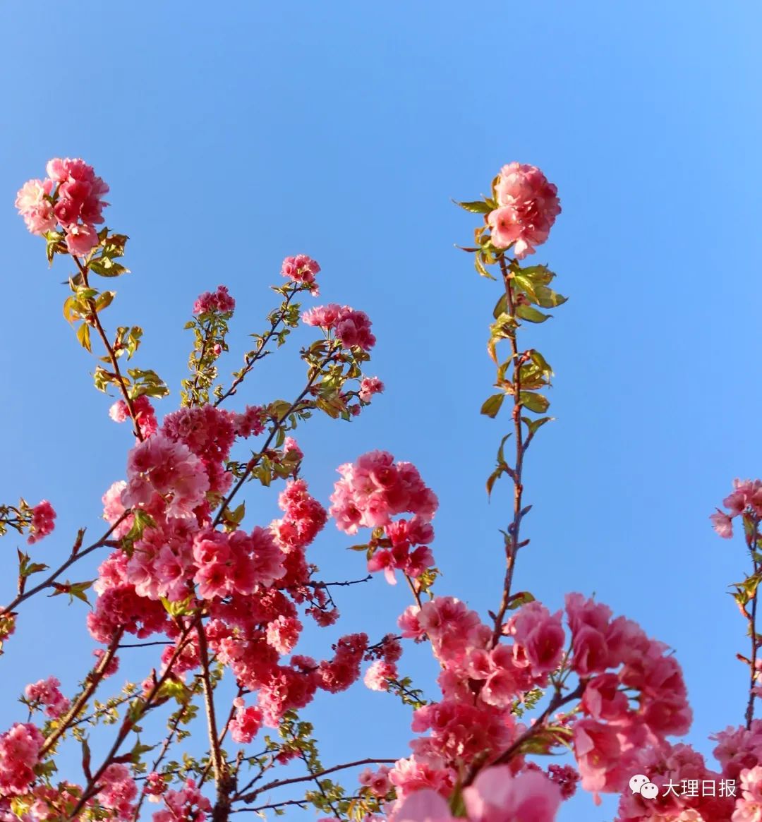 大理日报