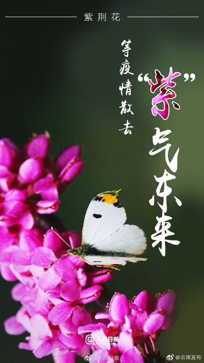 “云南发布”微博