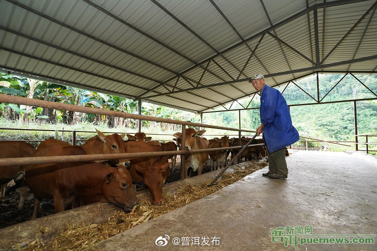 普洱市肉牛产业发展步入快车道