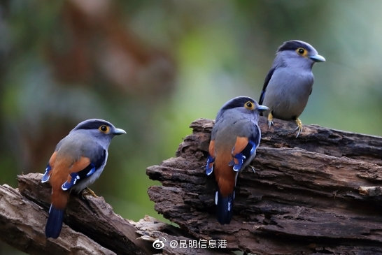 昆明信息港