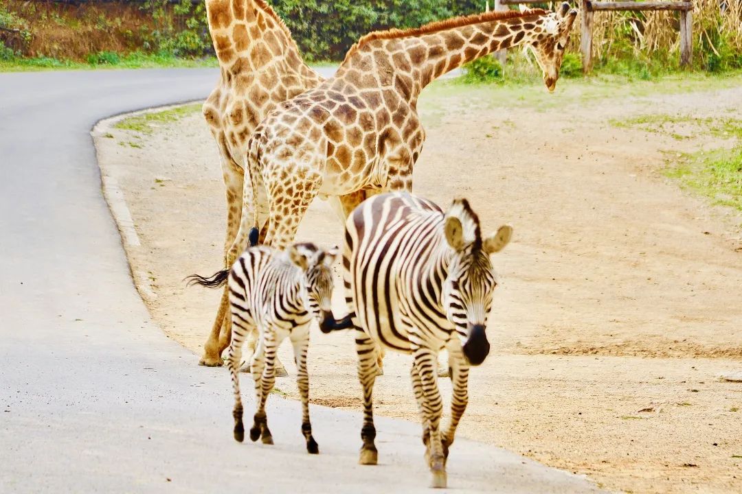 云南野生动物园