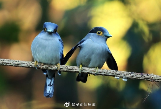 昆明信息港