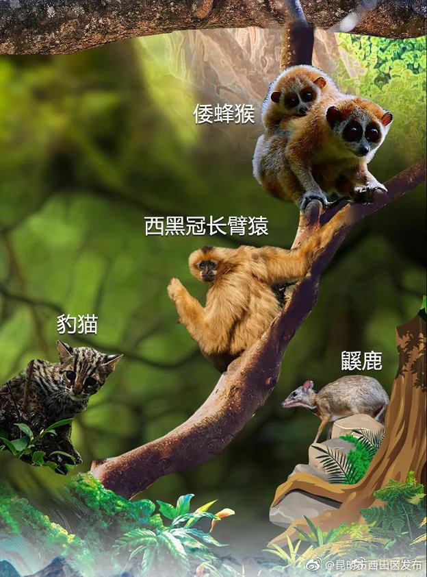 “昆明市西山区发布”微博