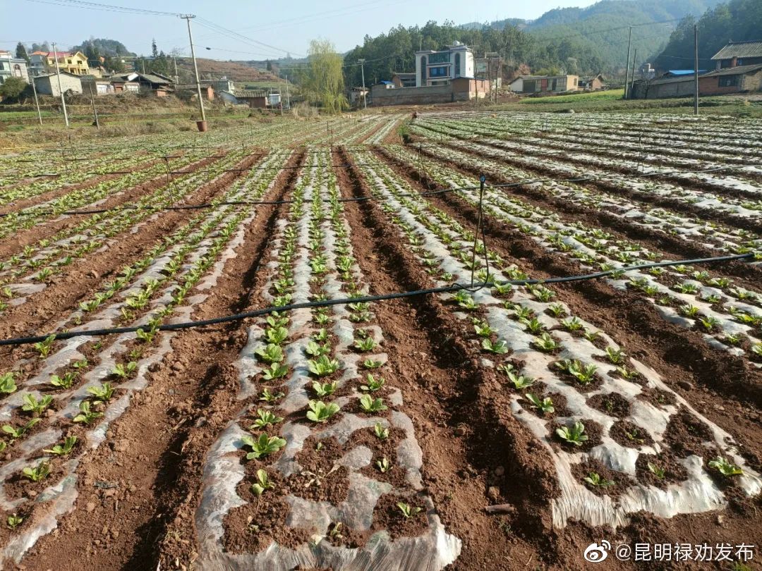 昆明禄劝发布