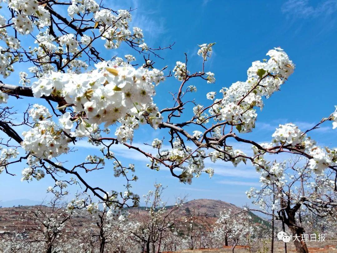 弥渡东谷上千亩梨花竞相开放 - 资讯频道
