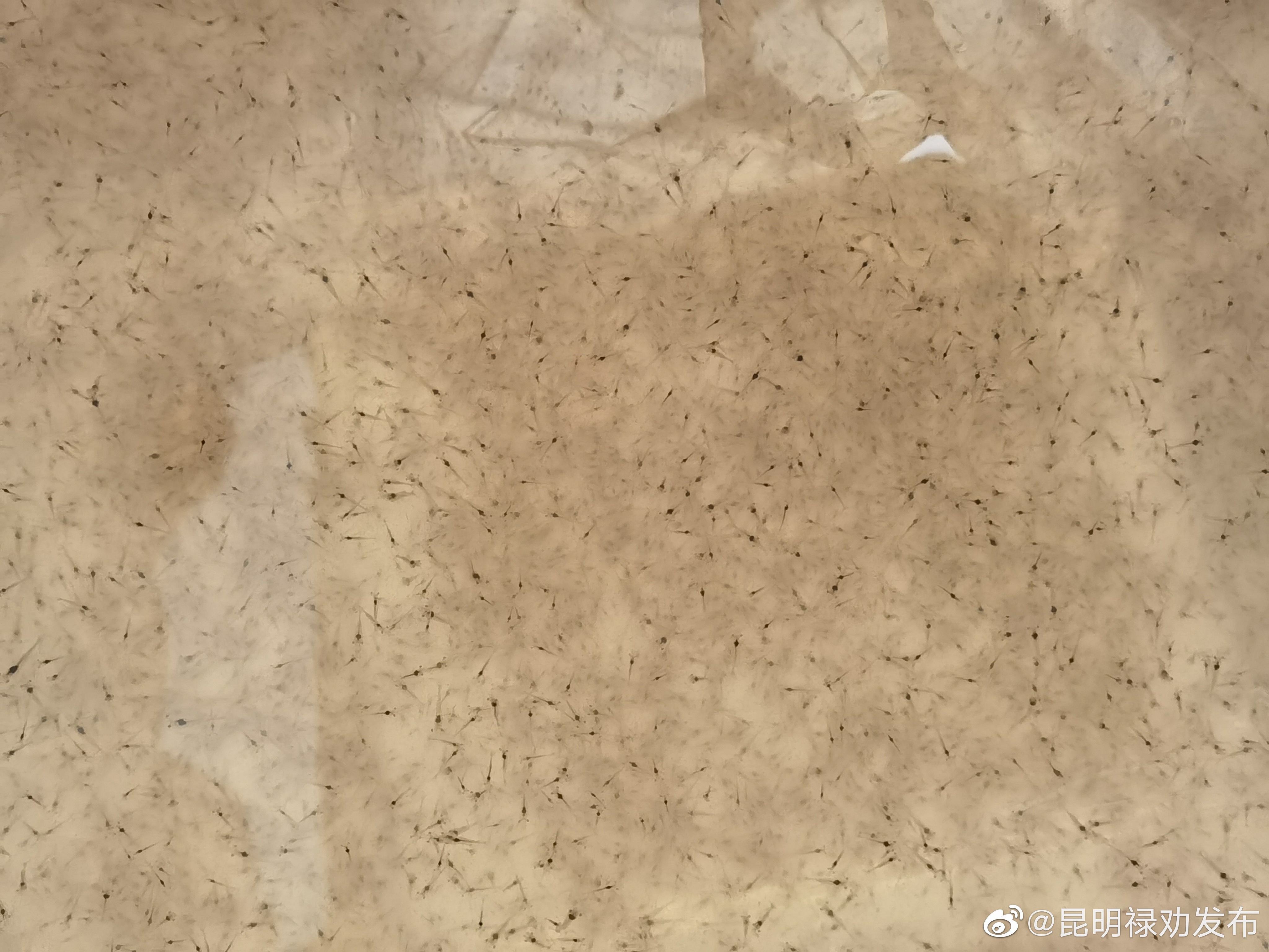 昆明禄劝发布