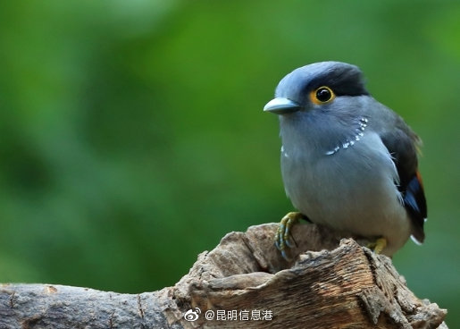 昆明信息港
