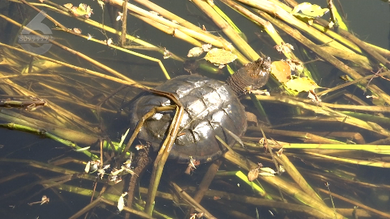 昆明信息港/cnkmxxg