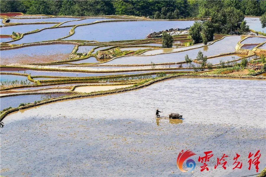 春城晚报