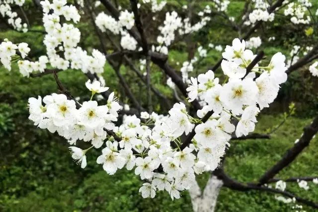 昭通日报