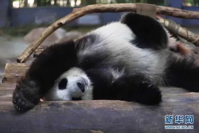 春城晚报