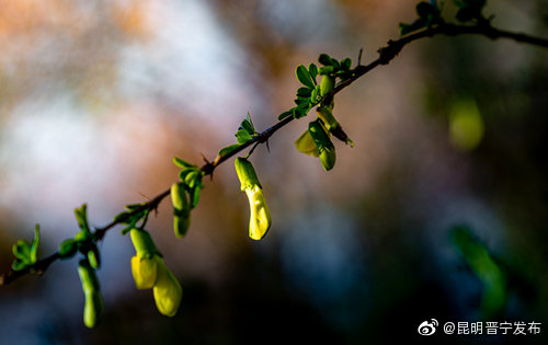 昆明晋宁发布