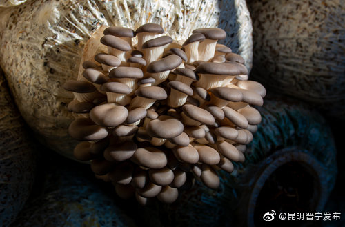 昆明晋宁发布