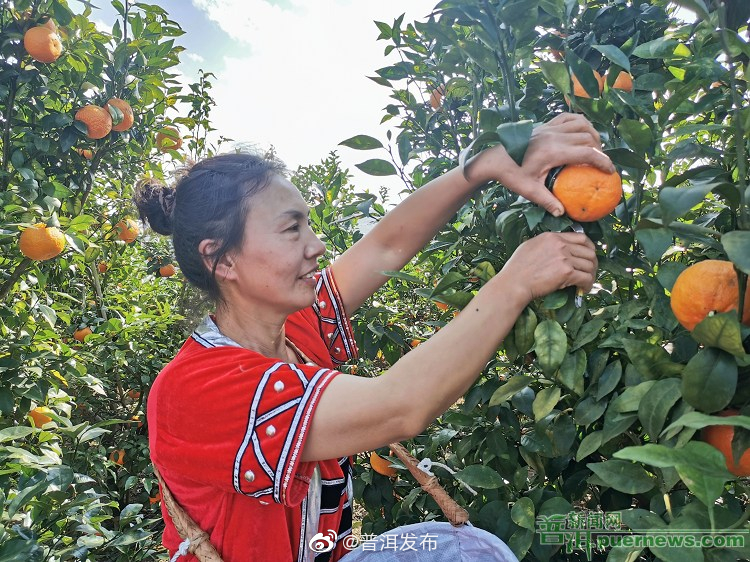 江城县沃柑丰收采摘忙
