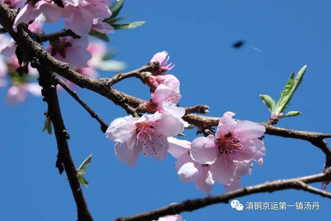 东川发布(微信)