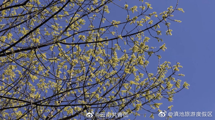 “滇池旅游度假区”微博