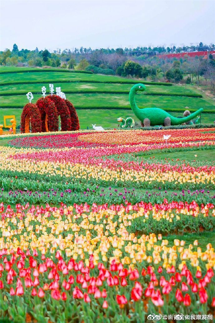 “云南发布”微博