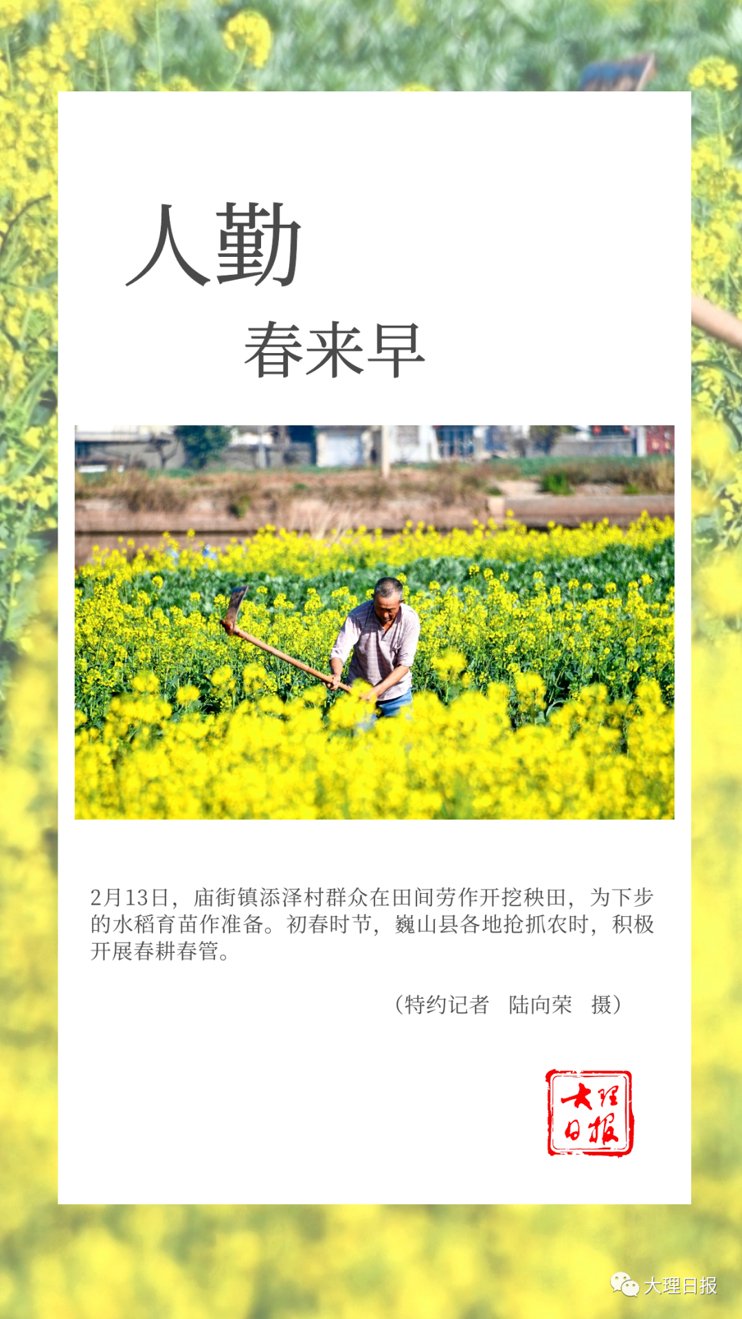 大理日报