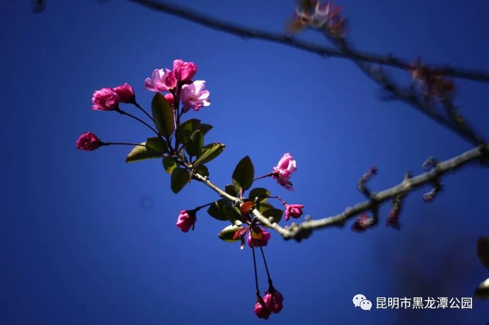 昆明市黑龙潭公园