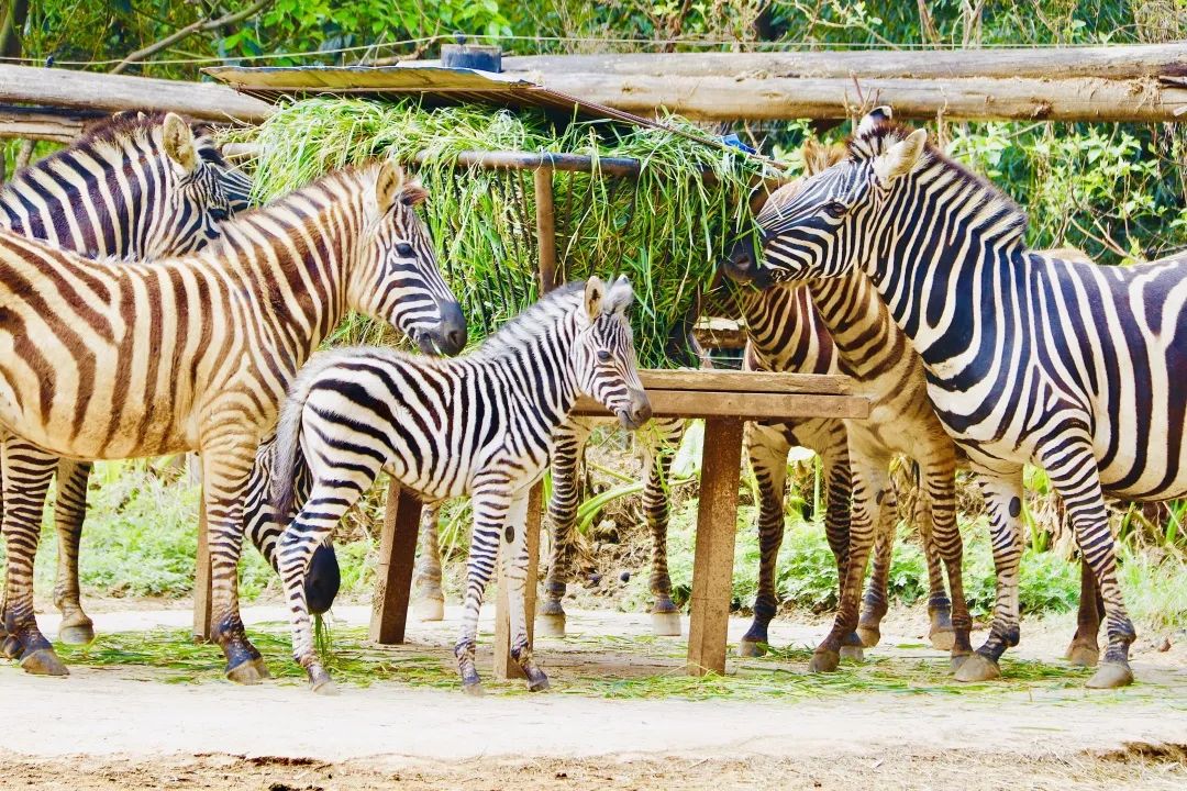 云南野生动物园