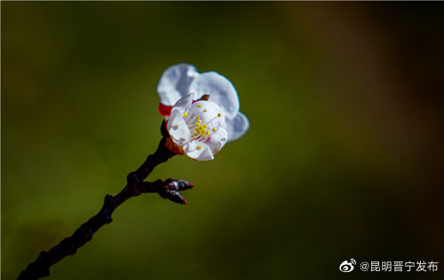 昆明晋宁发布