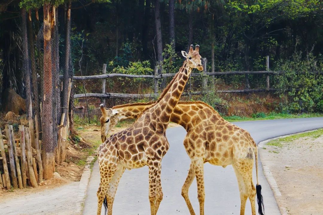 云南野生动物园