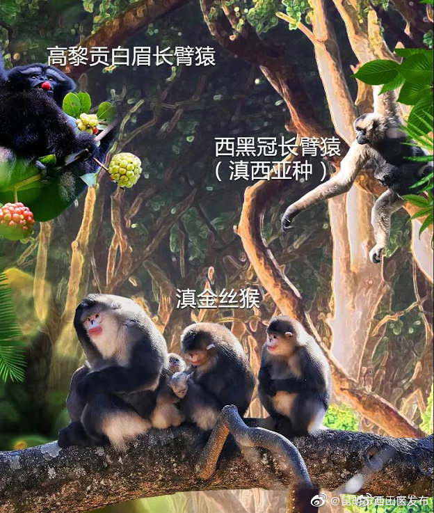 “昆明市西山区发布”微博